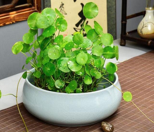 扦插繁殖方法:植物养殖新手的必备指南