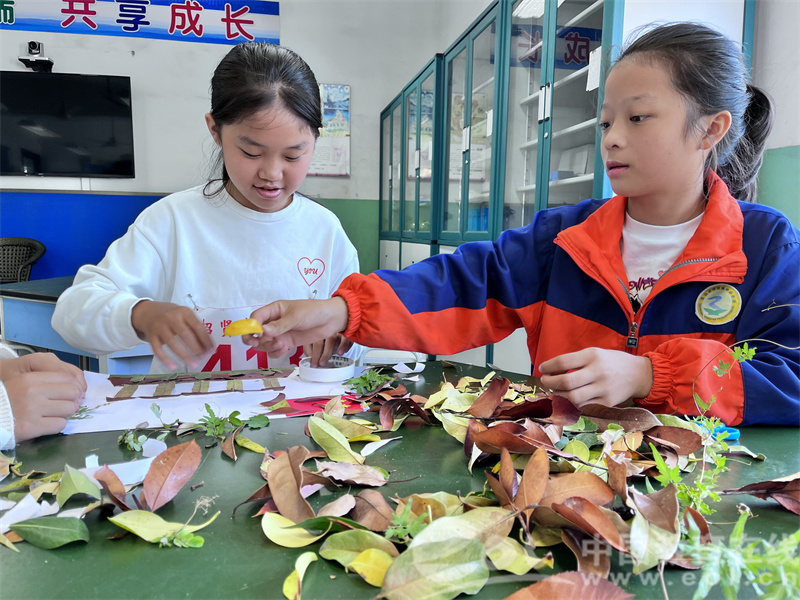 幸福树烂根的救治方法
