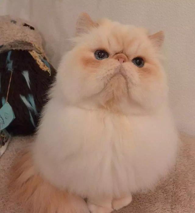 哈士奇狗狗品相:探寻雪地精灵的独特魅力