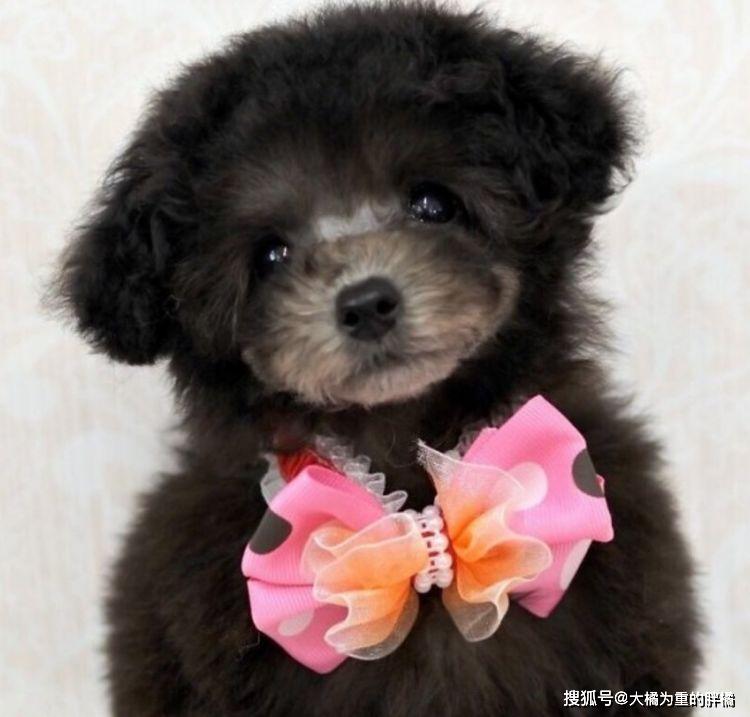 猫咪要生之前什么反应:捕捉母猫临产的信号